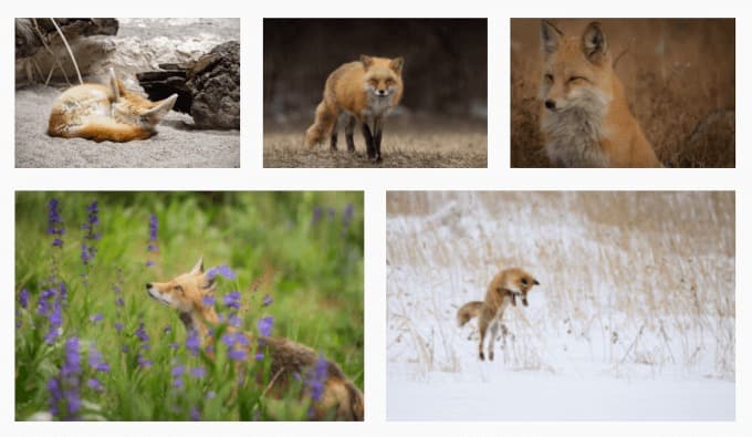 image and video galleries